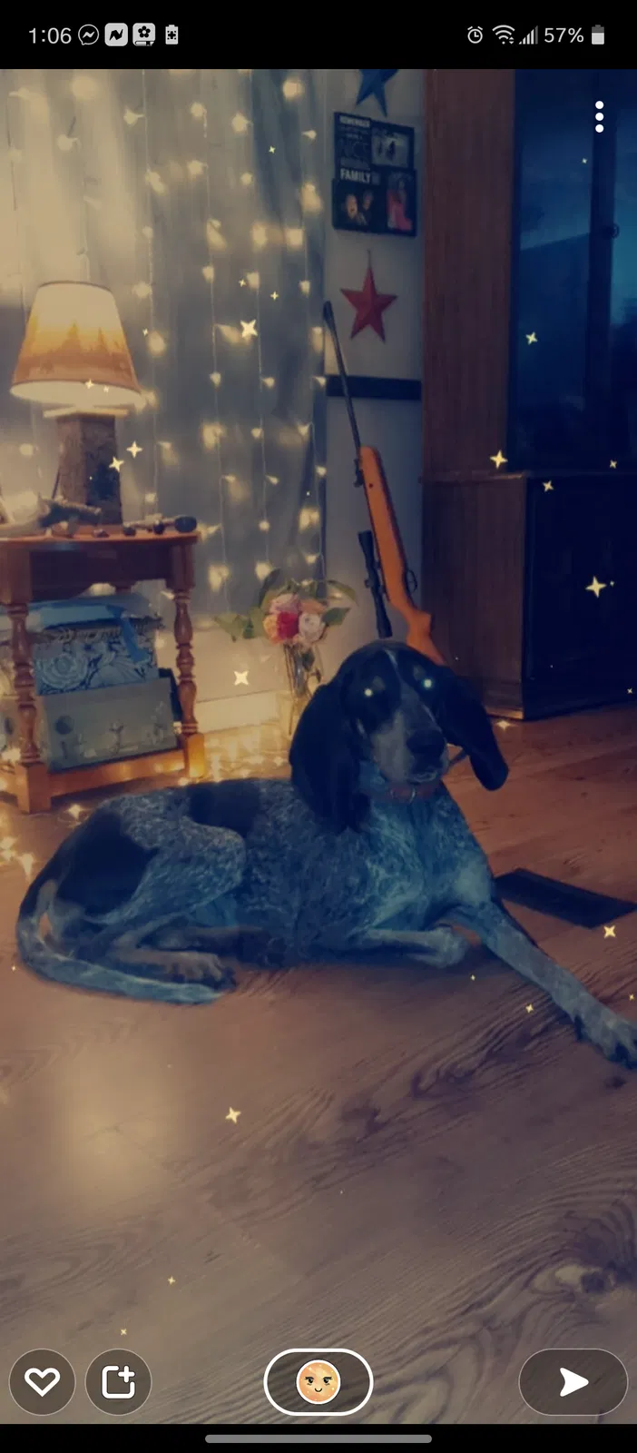 Lost dog in Fort Mc Coy, FL, 32134