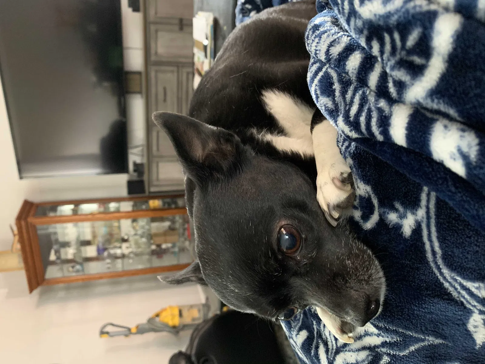 Lost dog in Sun City, CA, 92587