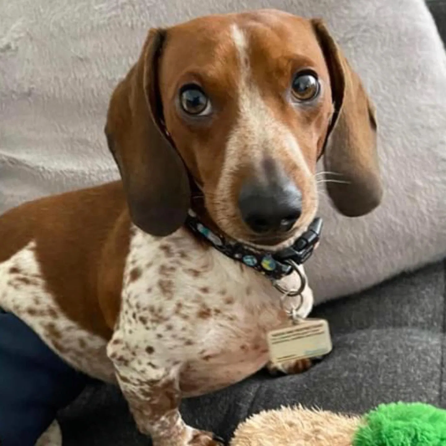 Lost dog in Jacksonville, FL, 32205