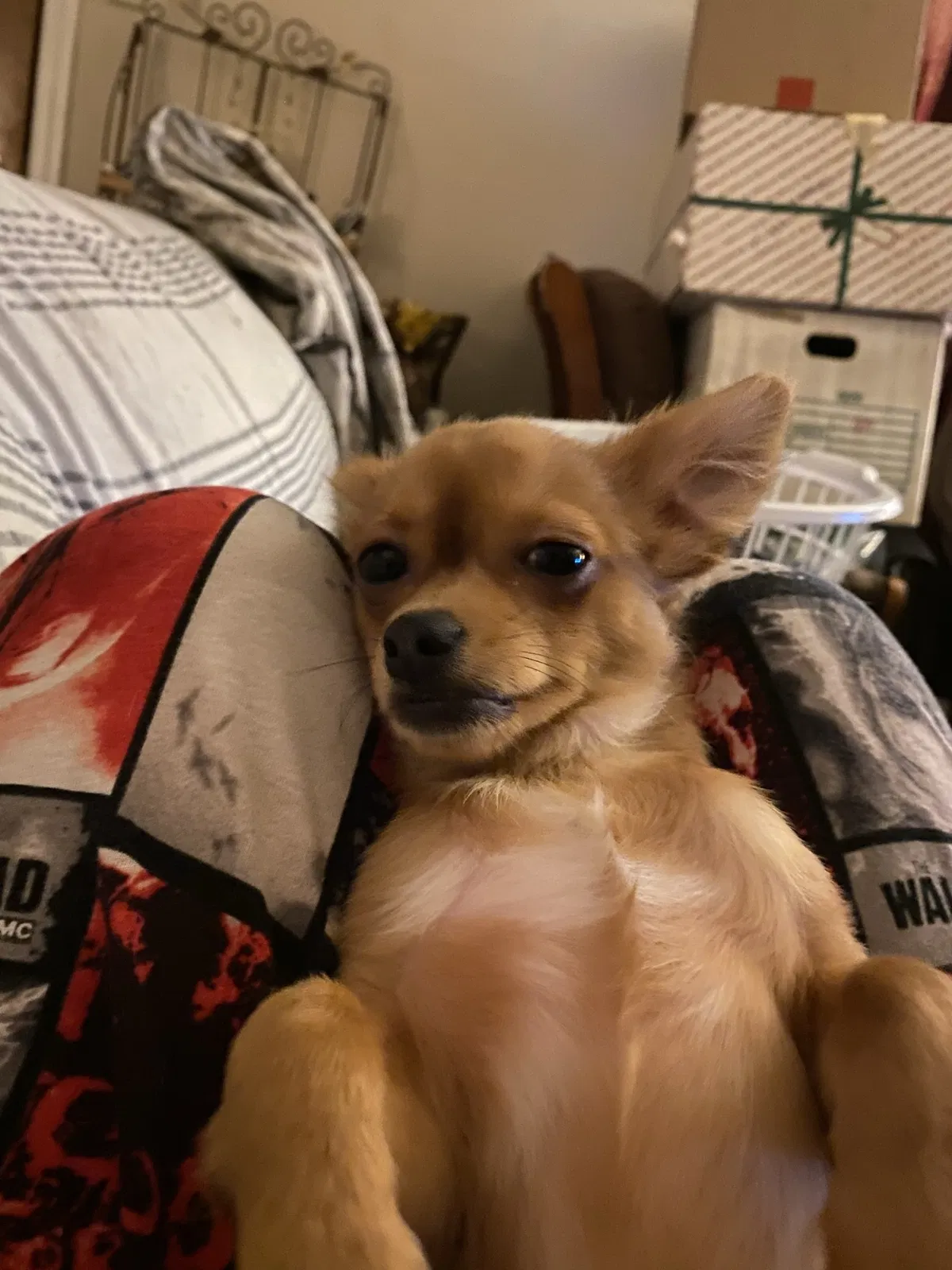 Lost dog in Slidell, LA, 70458