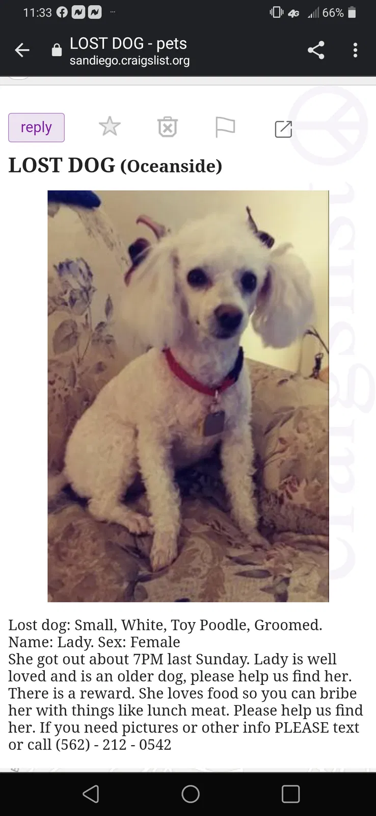 Lost dog in Oceanside, CA, 92056