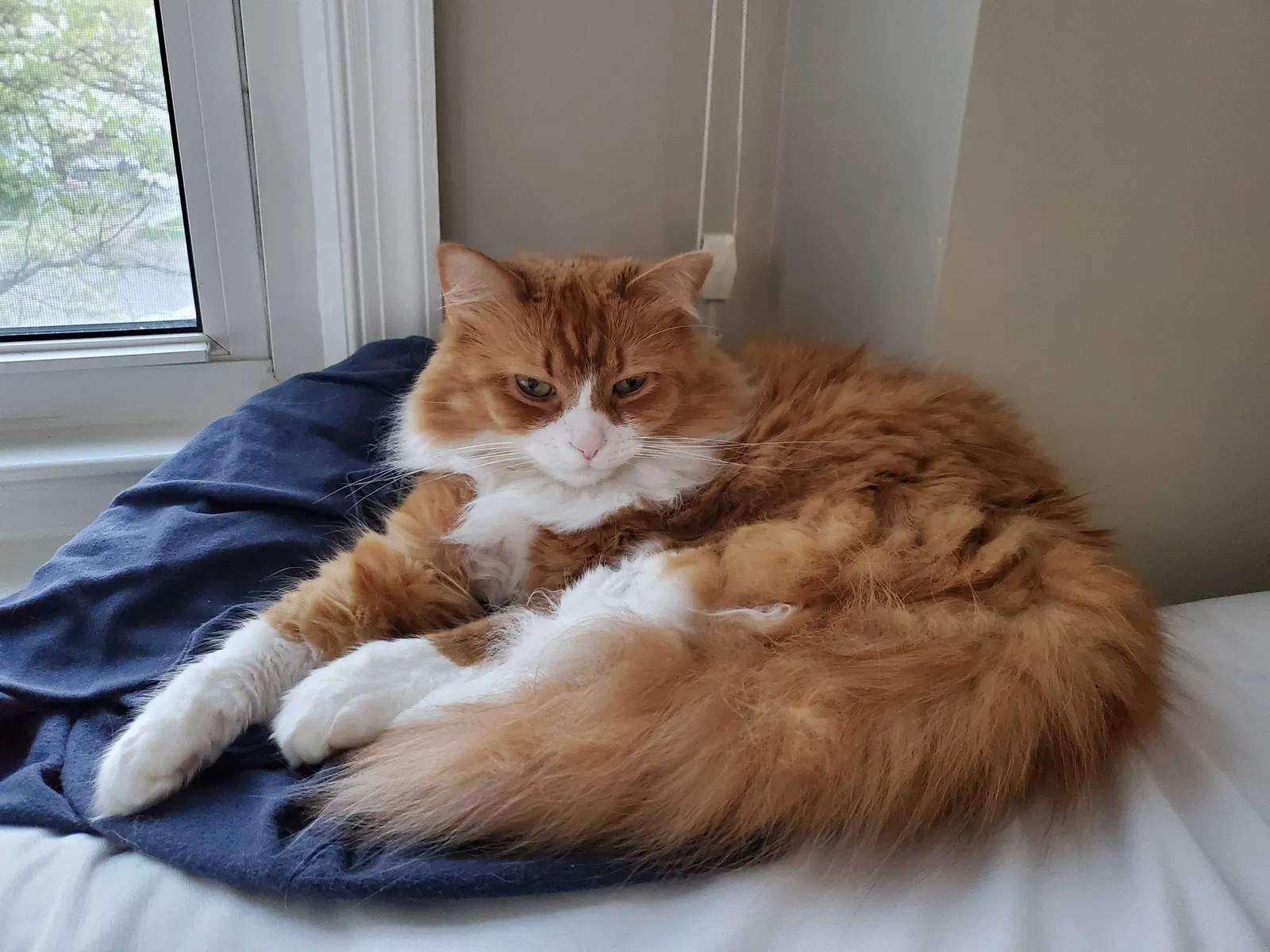 Lost cat in Vienna, VA, 22180