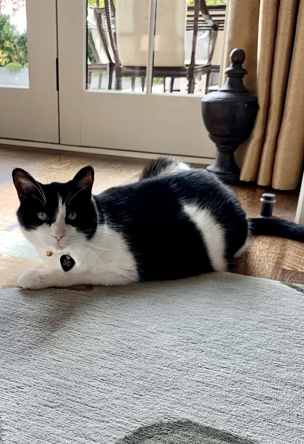 Lost cat in Seattle, WA, 98112