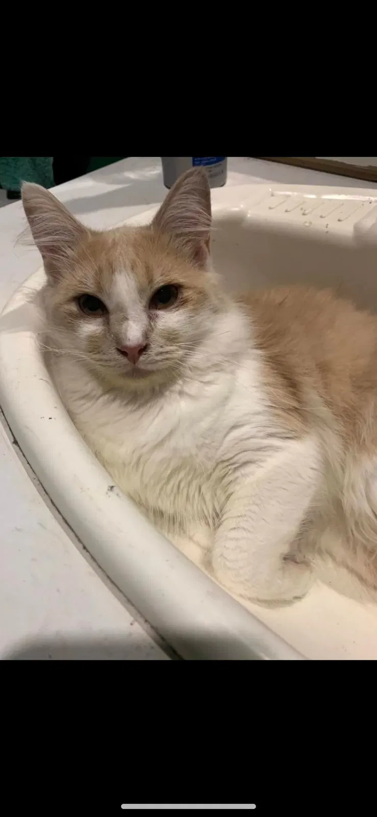 Lost cat in West Point, GA, 31833