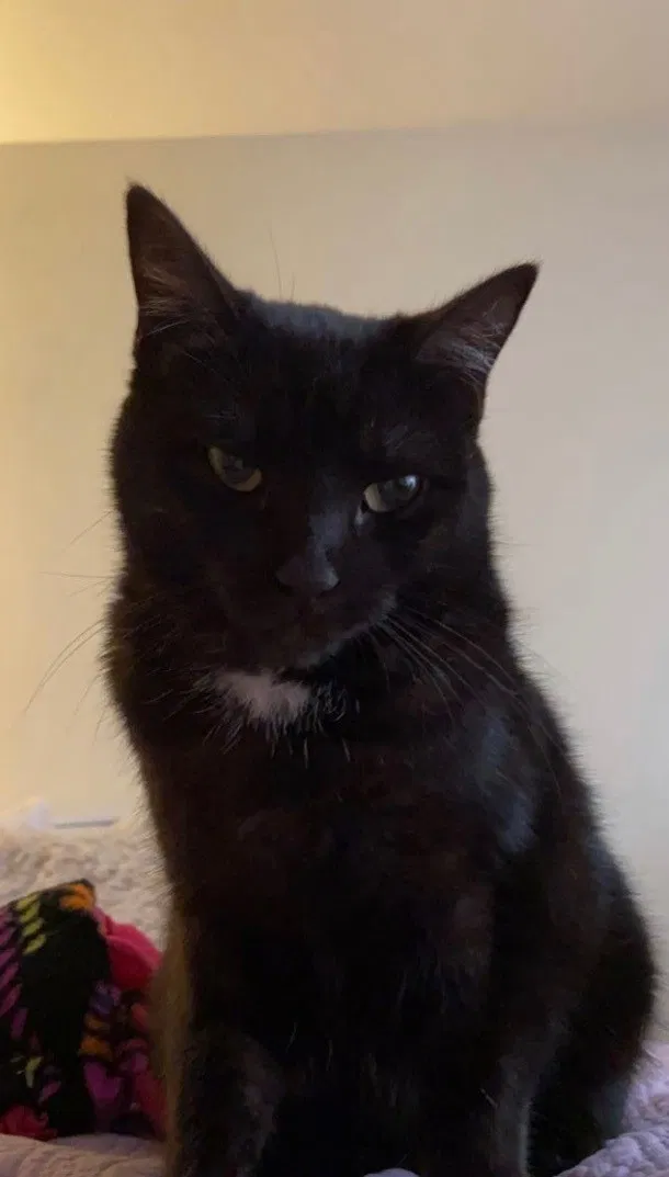Lost cat in Pearland, TX, 77581