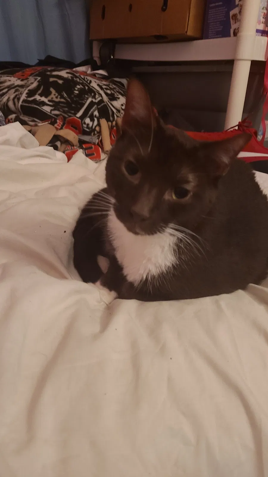 Lost cat in West Palm Beach, FL, 33415