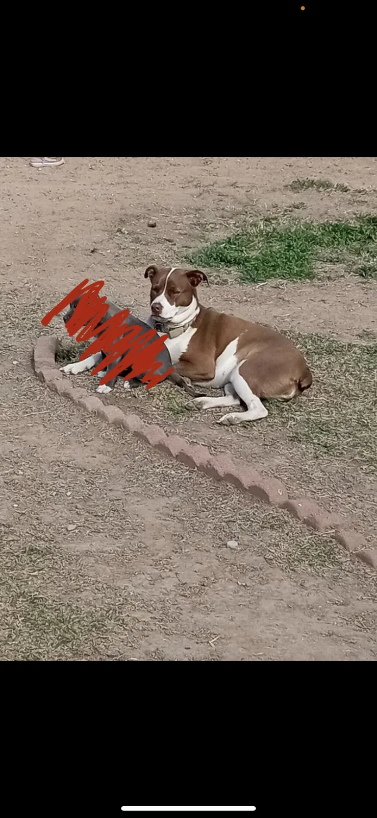 Lost dog in Fort Ransom, ND, 58033