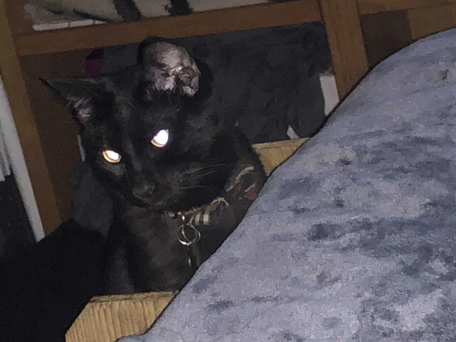Lost cat in Escondido, CA, 92027