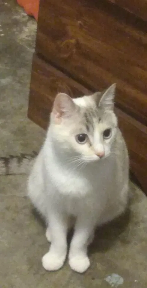 Lost cat in Grand Terrace, CA, 92313