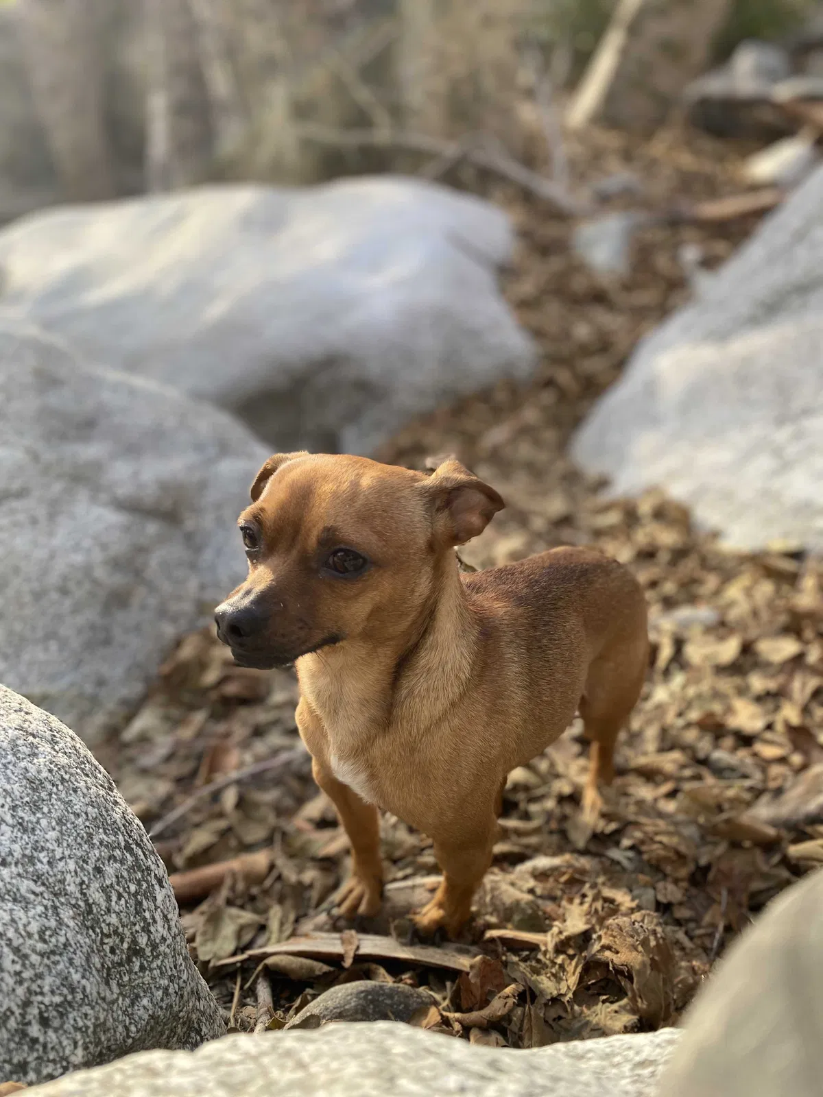 Lost dog in Baldwin Park, CA, 91706