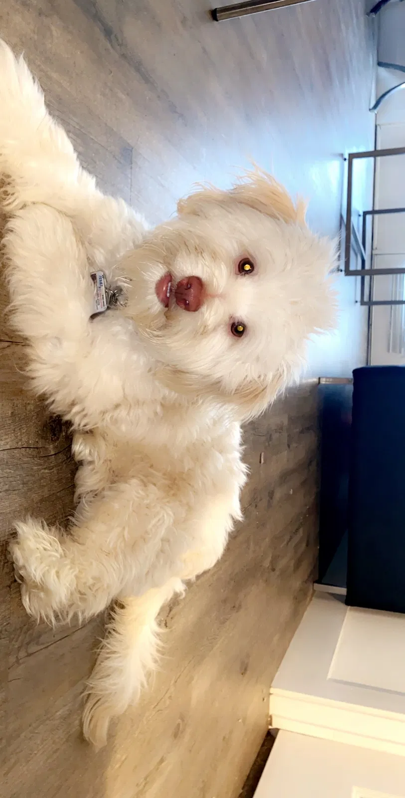 Lost dog in San Antonio, TX, 78228