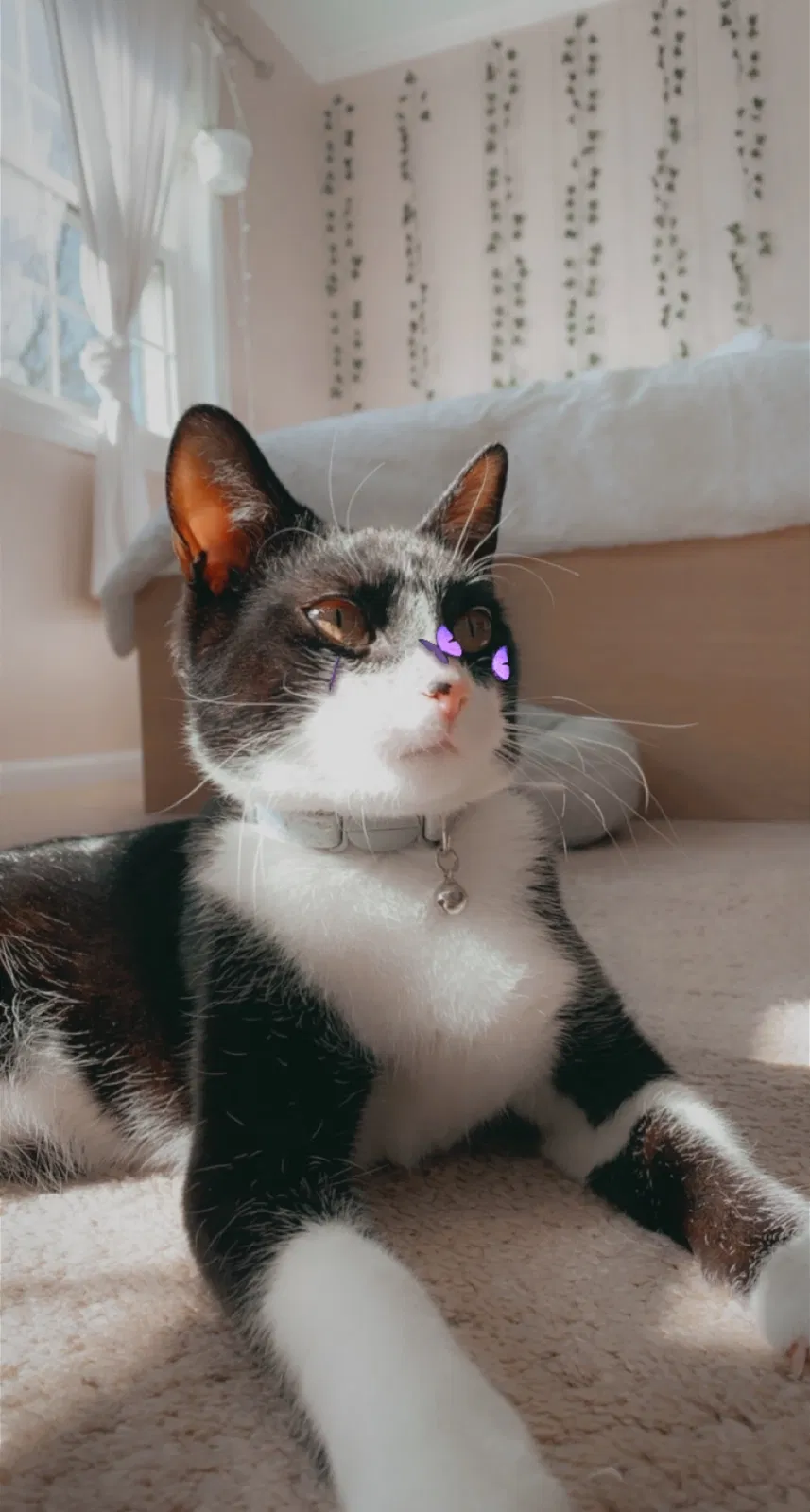 Lost cat in Fairfax, VA, 22030