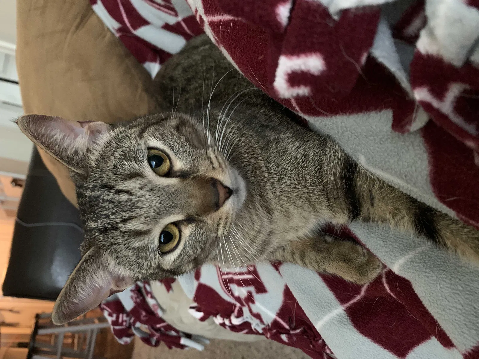 Lost cat in Corpus Christi, TX, 78414