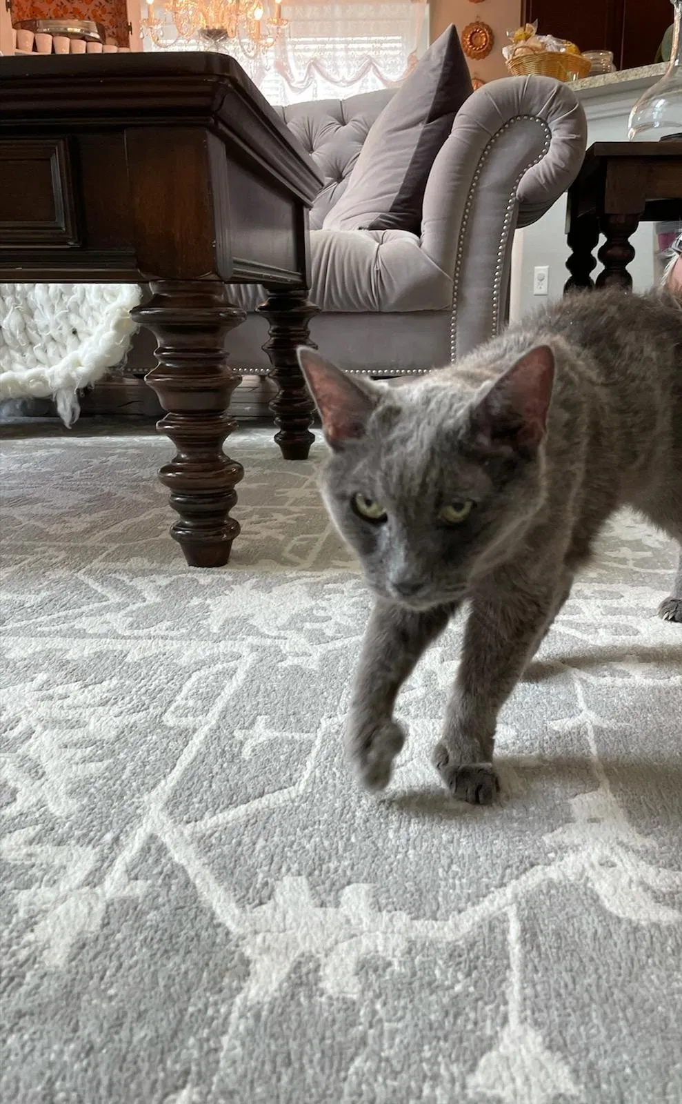 Lost cat in Spring, TX, 77379