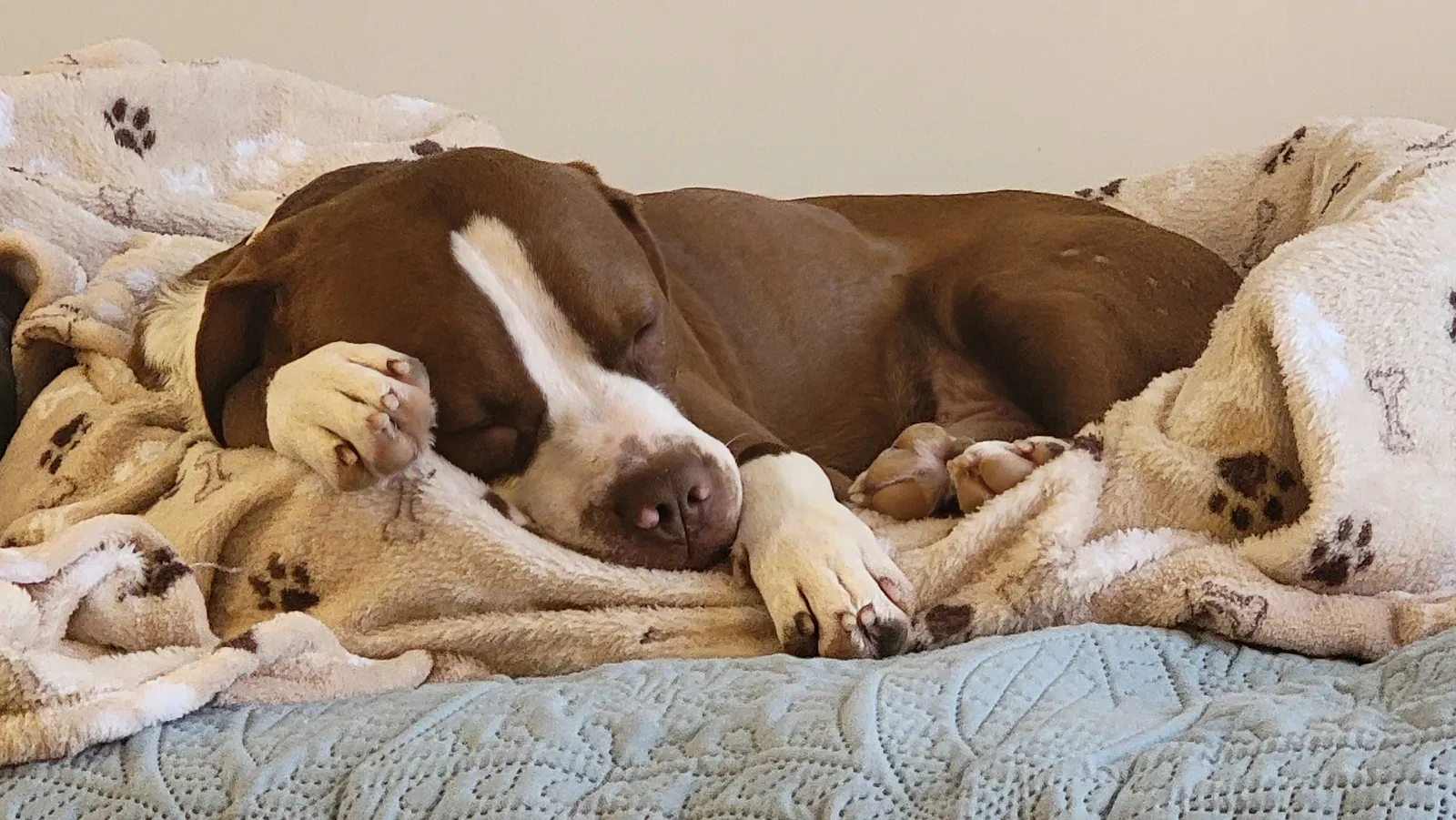 Lost dog in Columbus, OH, 43221