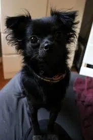 Lost dog in Marysville, CA, 95901