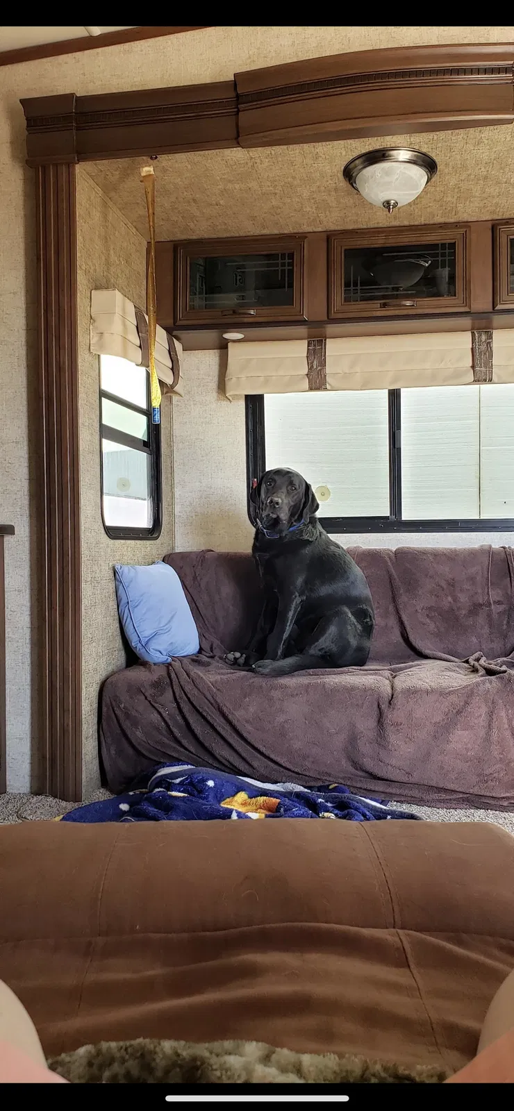 Lost dog in Wickenburg, AZ, 85390