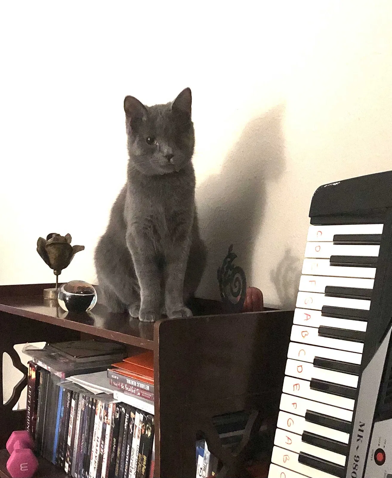 Lost cat in Carrollton, TX, 75006