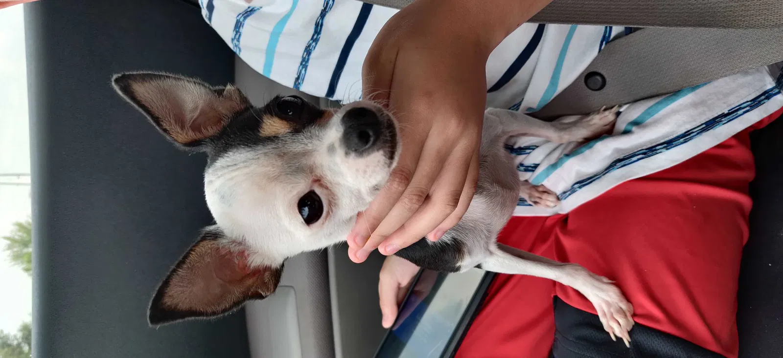 Lost dog in Crowley, TX, 76036