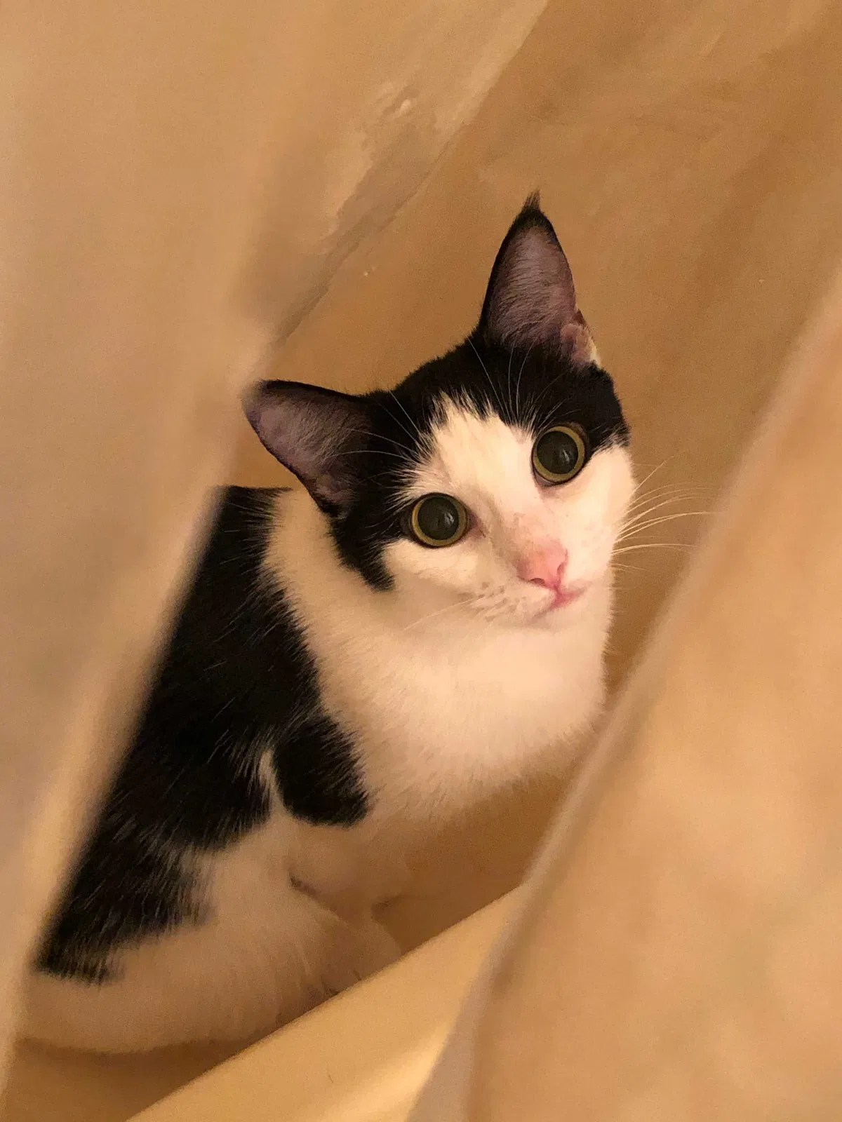Lost cat in Matthews, NC, 28105