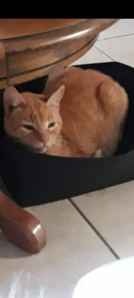 Lost cat in Leesburg, FL, 34748