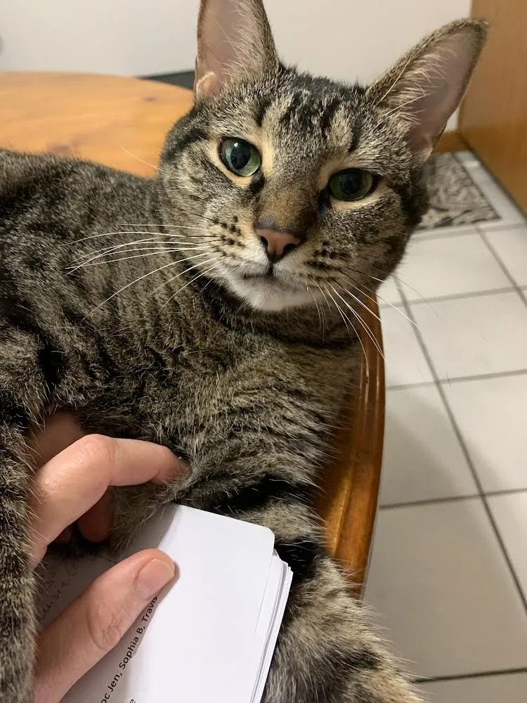 Lost cat in Jensen Beach, FL, 34957