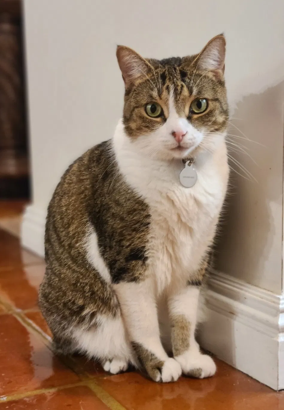 Lost cat in Fort Lauderdale, FL, 33312