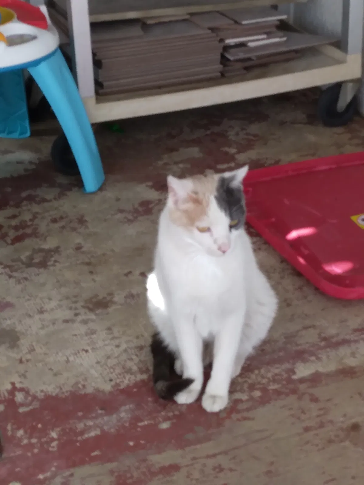 Lost cat in Albuquerque, NM, 87112