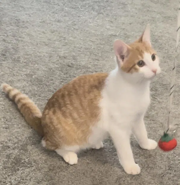 Lost cat in Charlotte, NC, 28269
