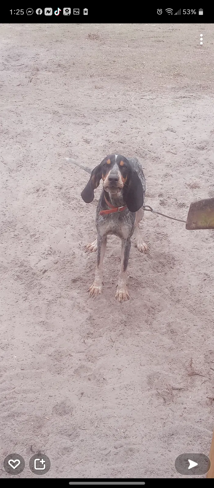 Lost dog in Fort Mc Coy, FL, 32134