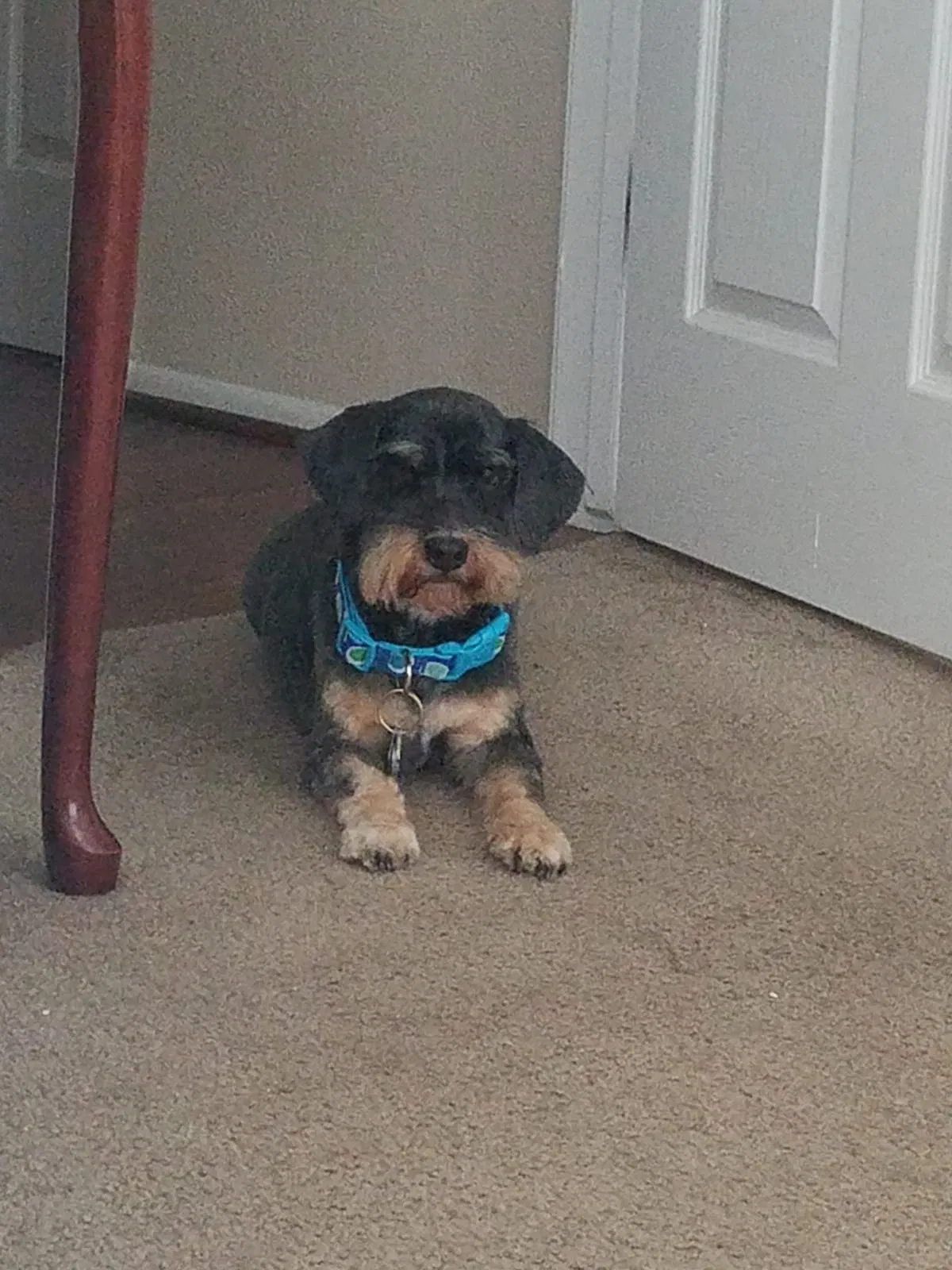 Lost dog in San Antonio, TX, 78222