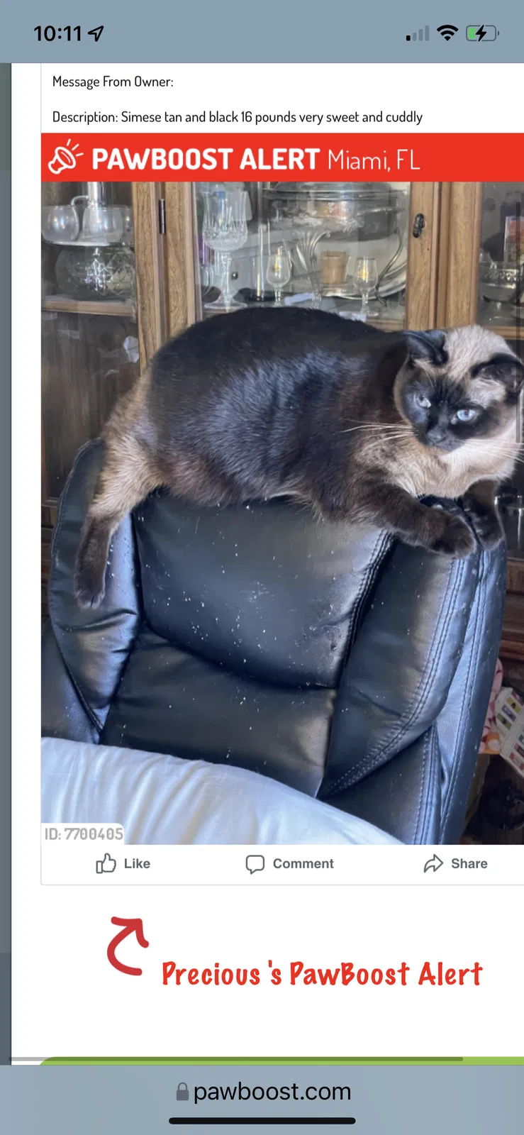 Lost cat in Miami, FL, 33175