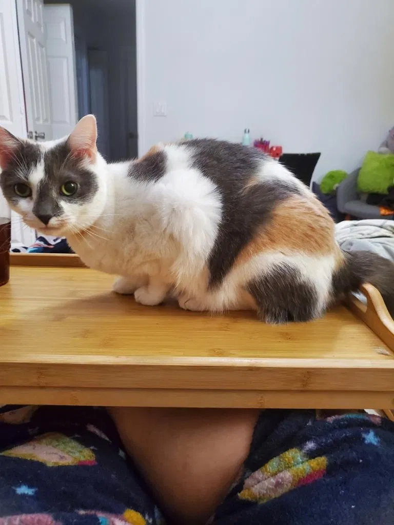 Lost cat in West Palm Beach, FL, 33404