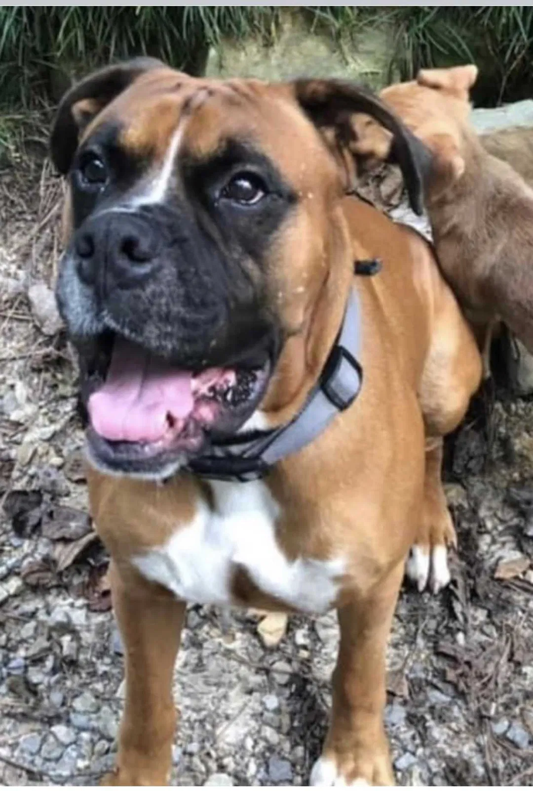 Lost dog in Hayden, AL, 35079
