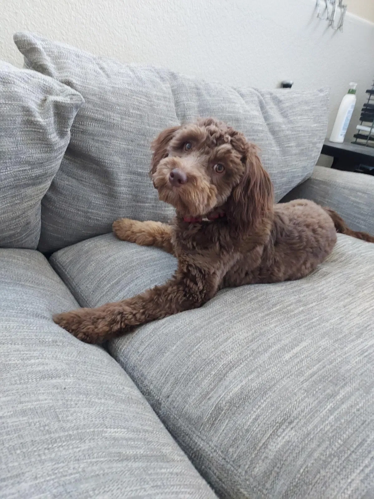 Lost dog in Littleton, CO, 80126