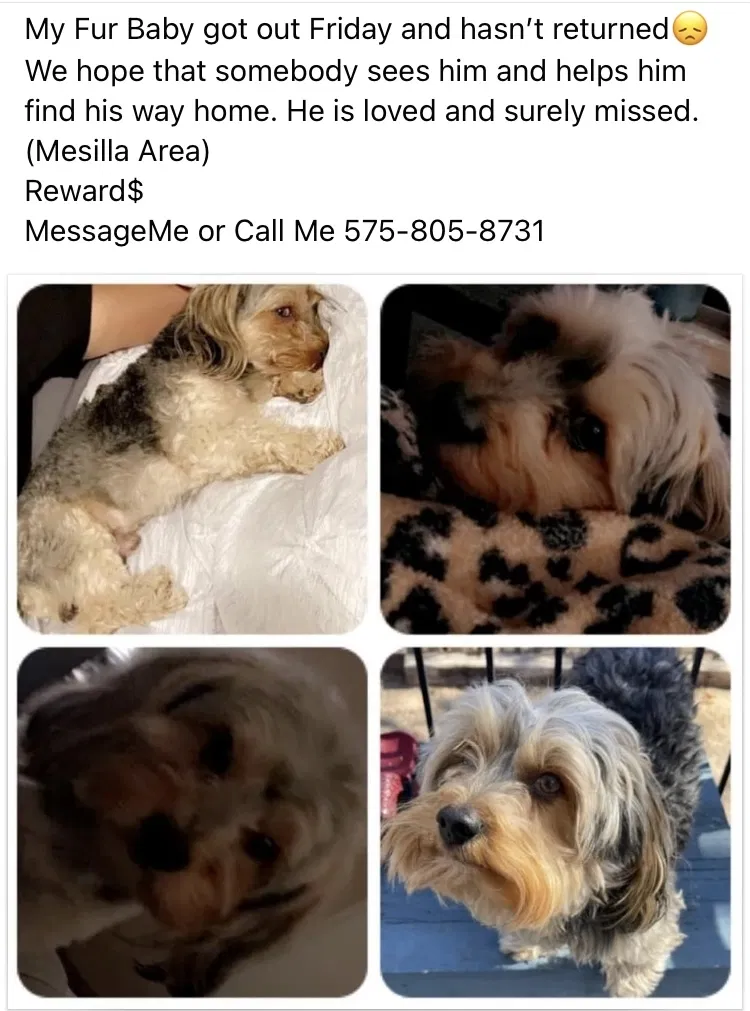 Lost dog in Las Cruces, NM, 88001