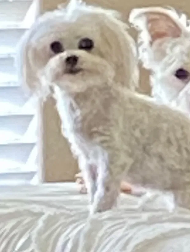 Lost dog in Corpus Christi, TX, 78413