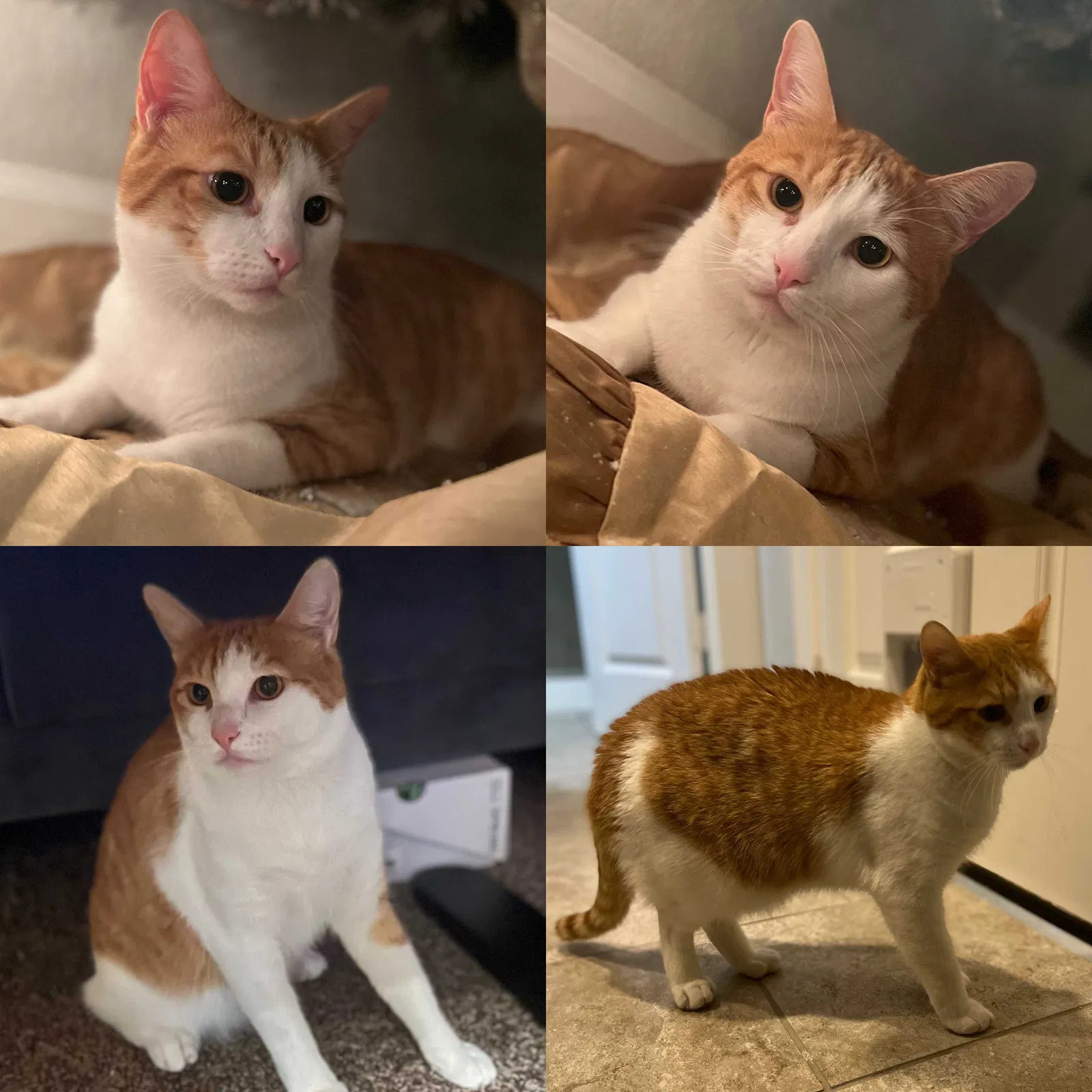 Lost cat in Houston, TX, 77045