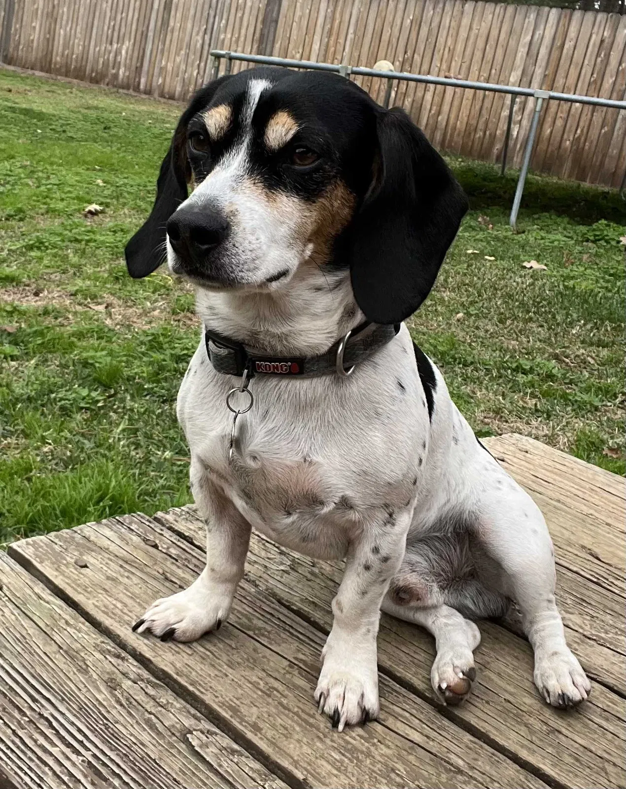 Lost dog in Haughton, LA, 71037