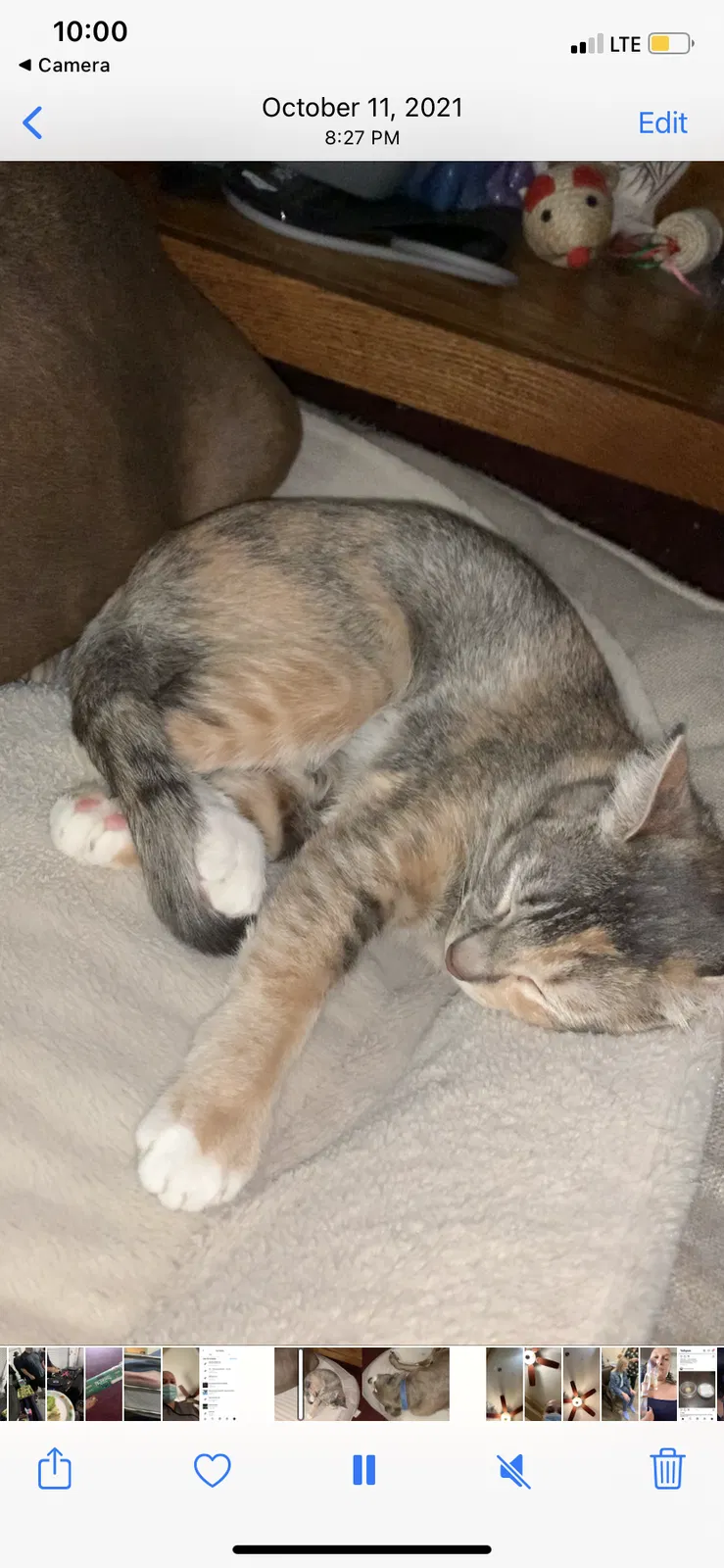 Lost cat in Las Vegas, NV, 89106