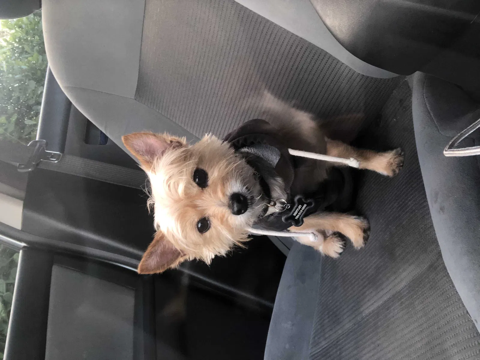 Lost dog in Fort Lauderdale, FL, 33311