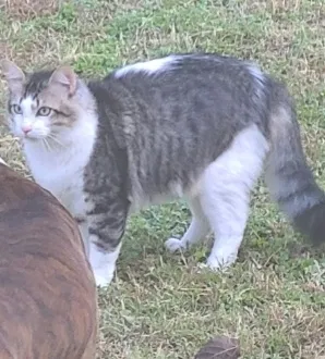 Lost cat in Leander, TX, 78641