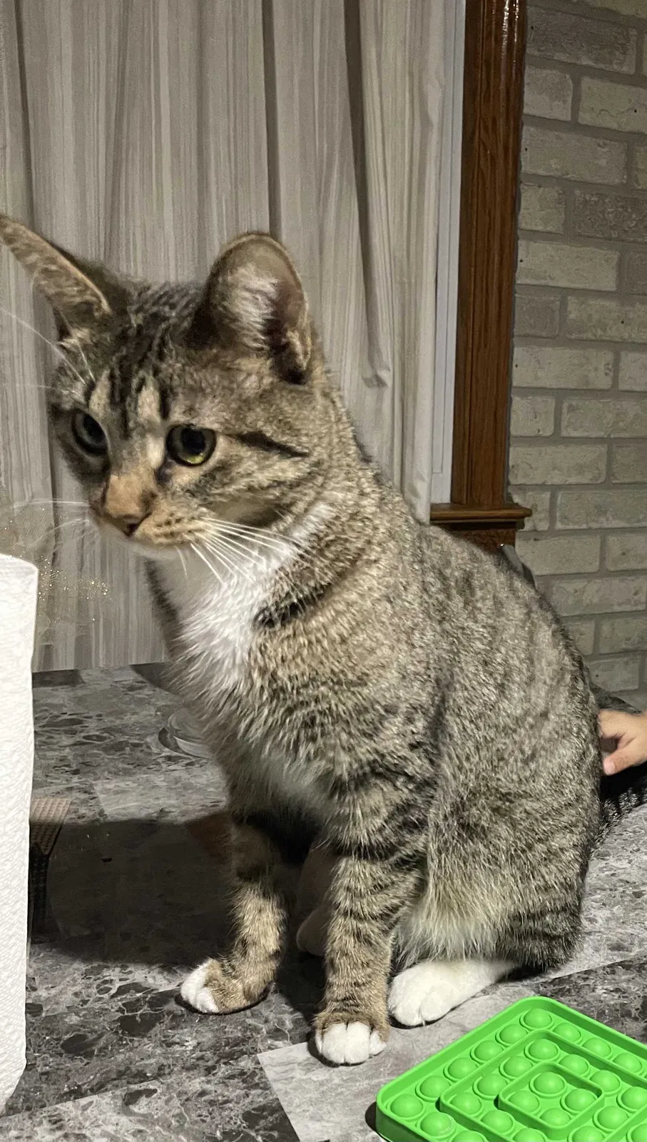 Lost cat in Green Bay, WI, 54302