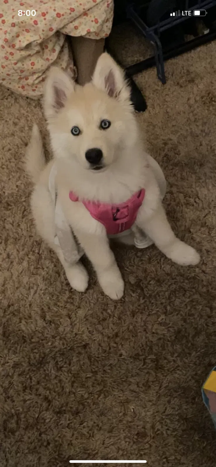 Lost dog in San Bernardino, CA, 92407