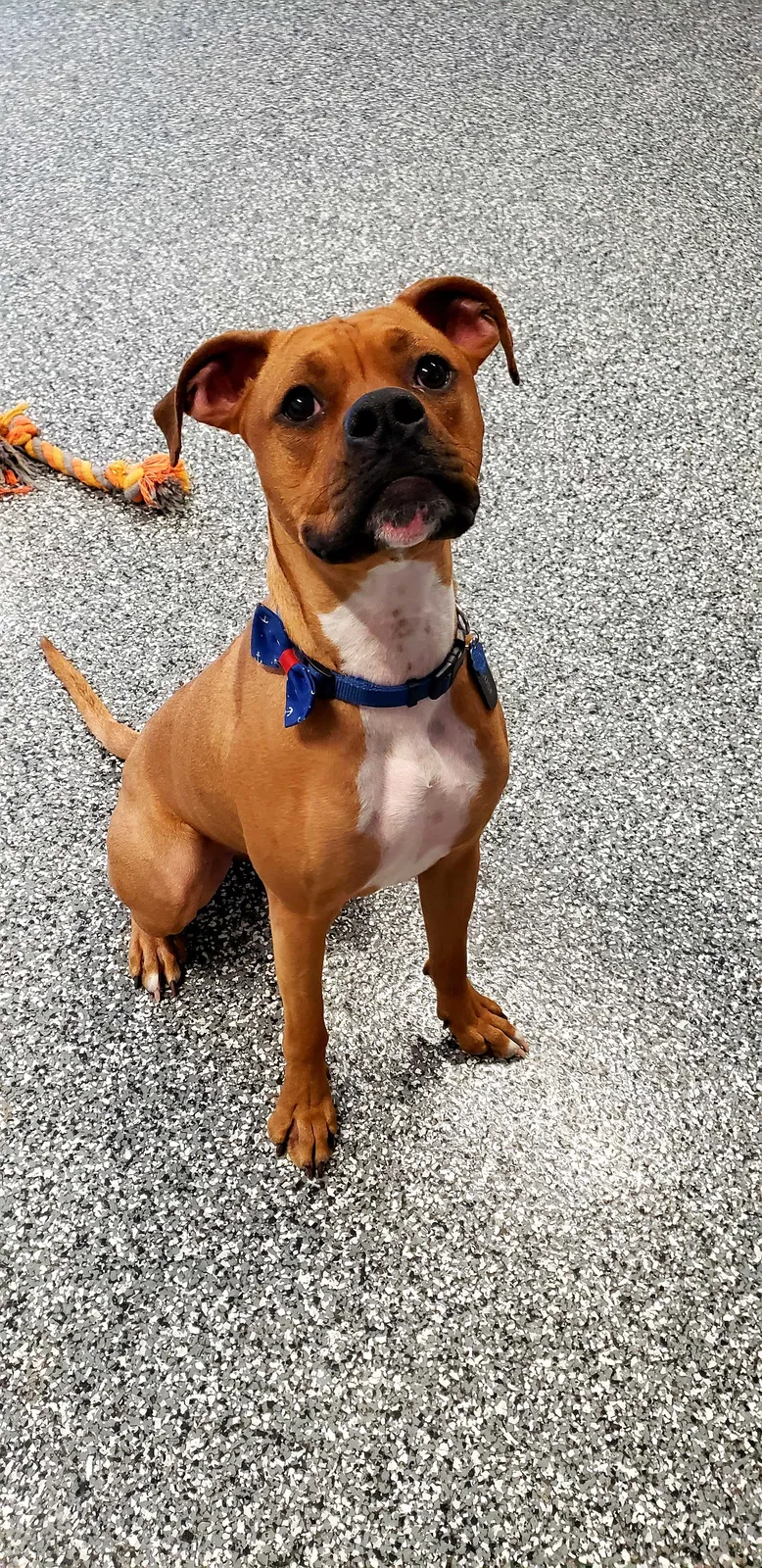 Lost dog in Ankeny, IA, 50021