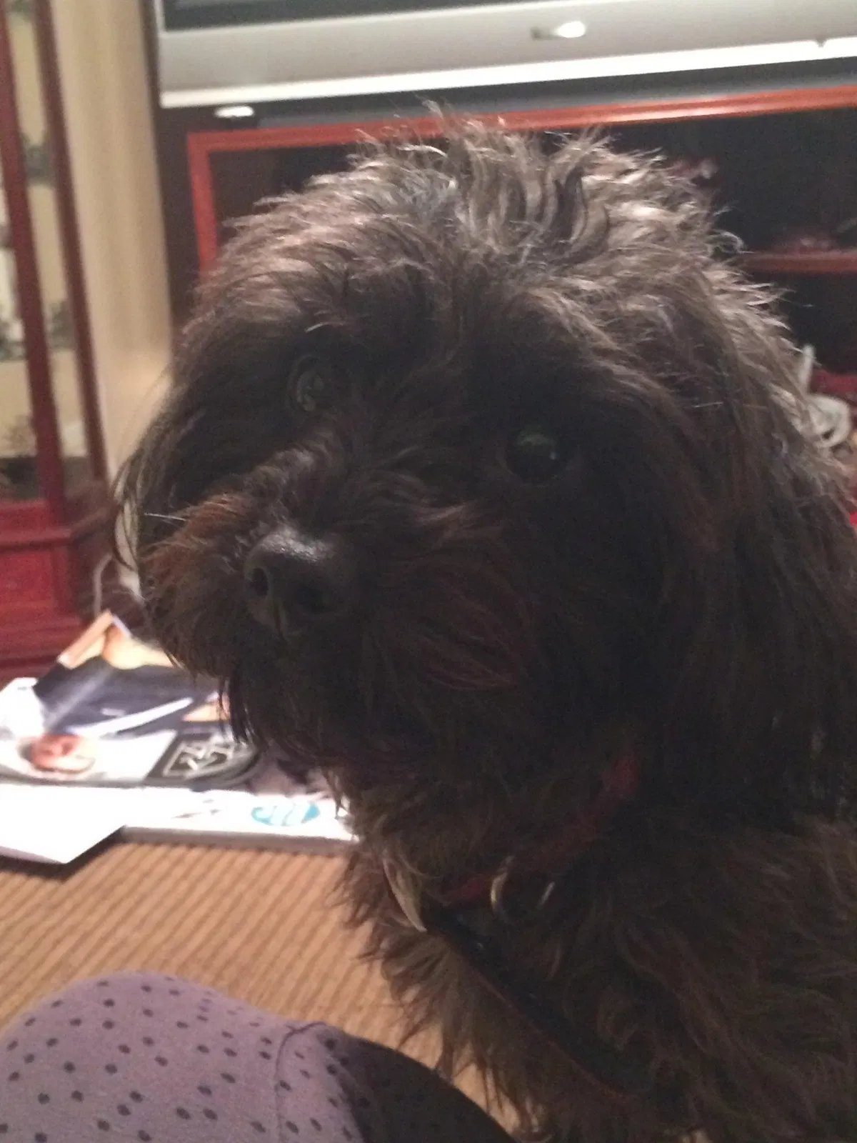 Lost dog in Fort Worth, TX, 76123