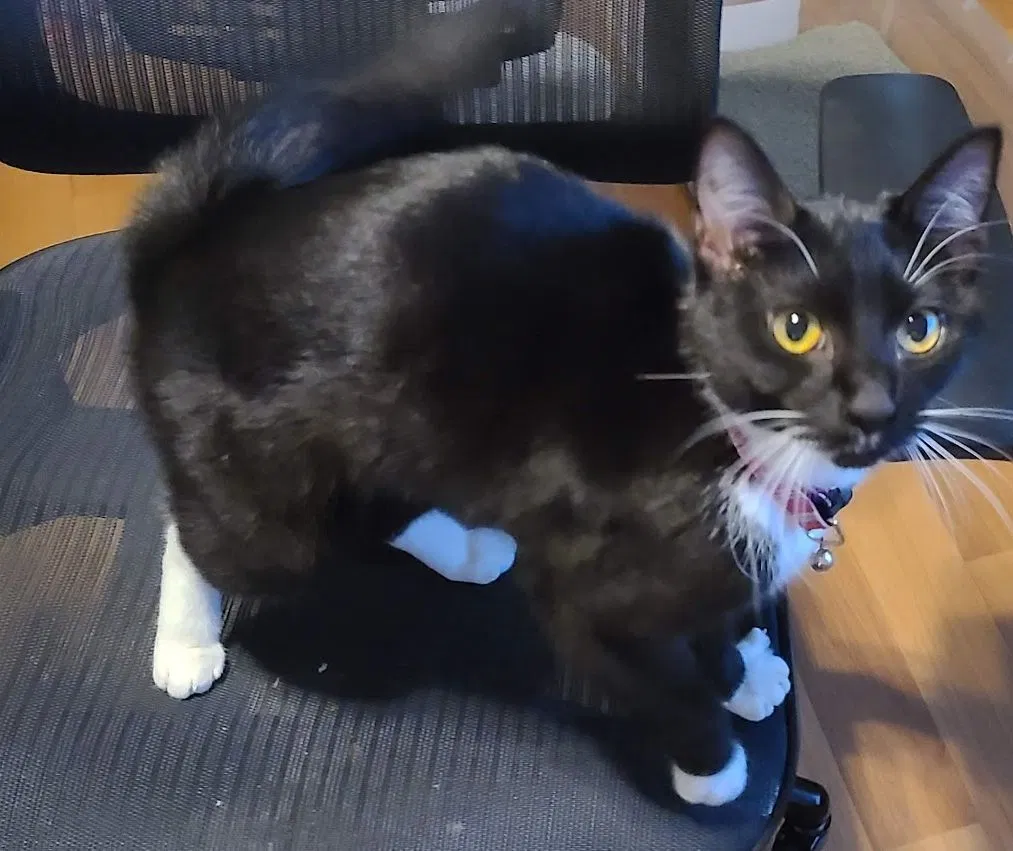 Found cat in Wyoming, MI, 49509