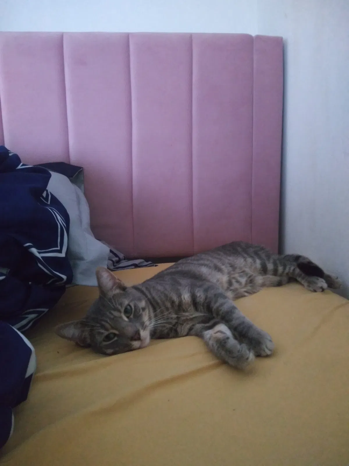 Lost cat in East Hartford, CT, 6108
