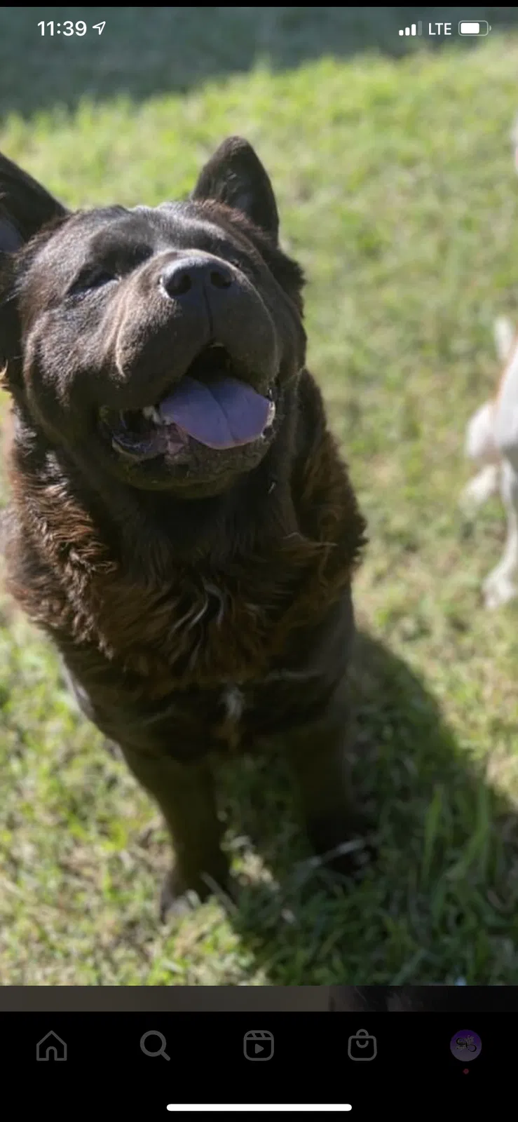 Lost dog in Spring, TX, 77373