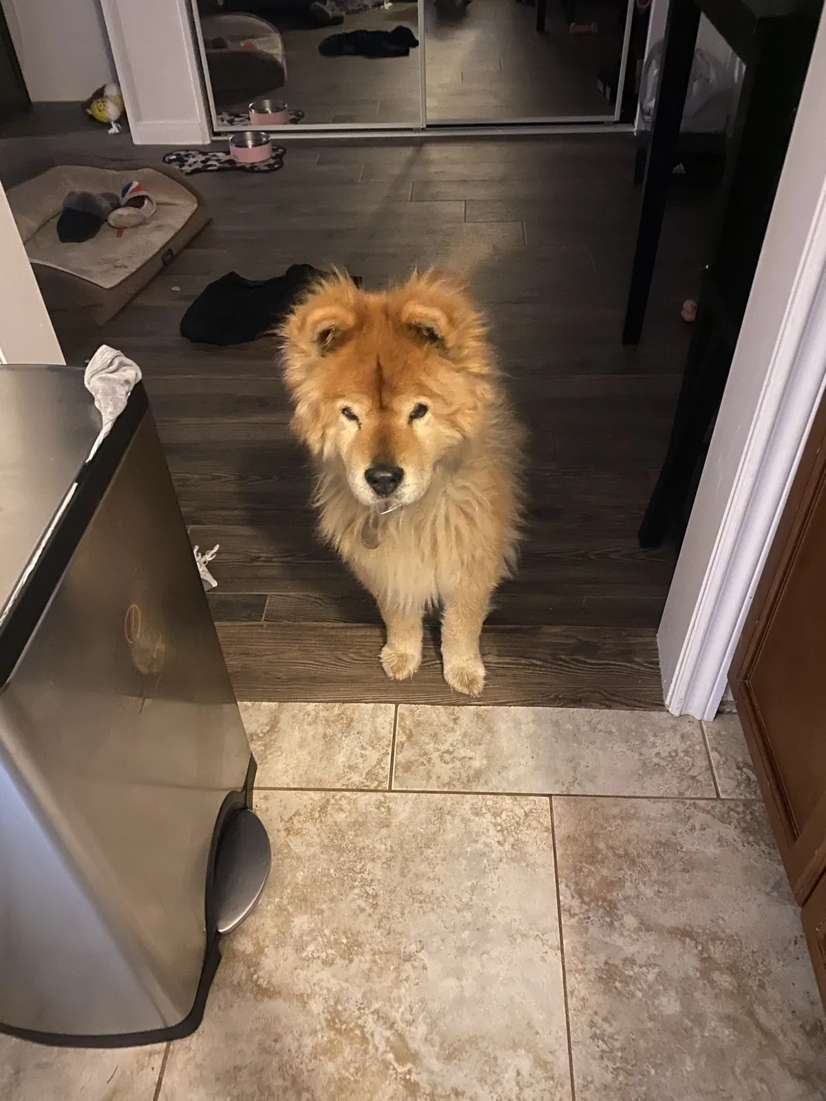 Lost dog in Azusa, CA, 91702